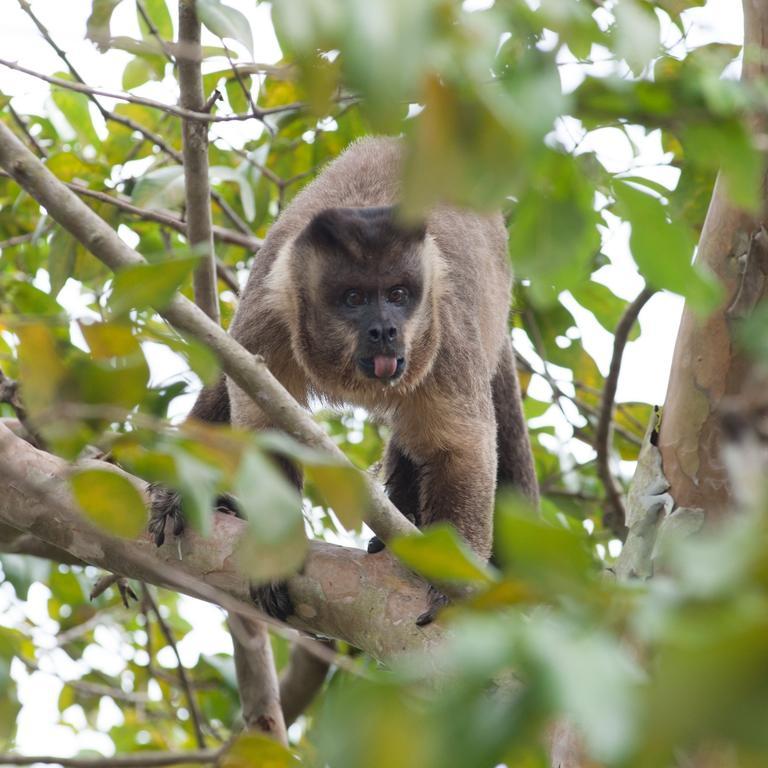 Pousada Araras Pantanal Eco Lodge Carvoalzinho Екстер'єр фото