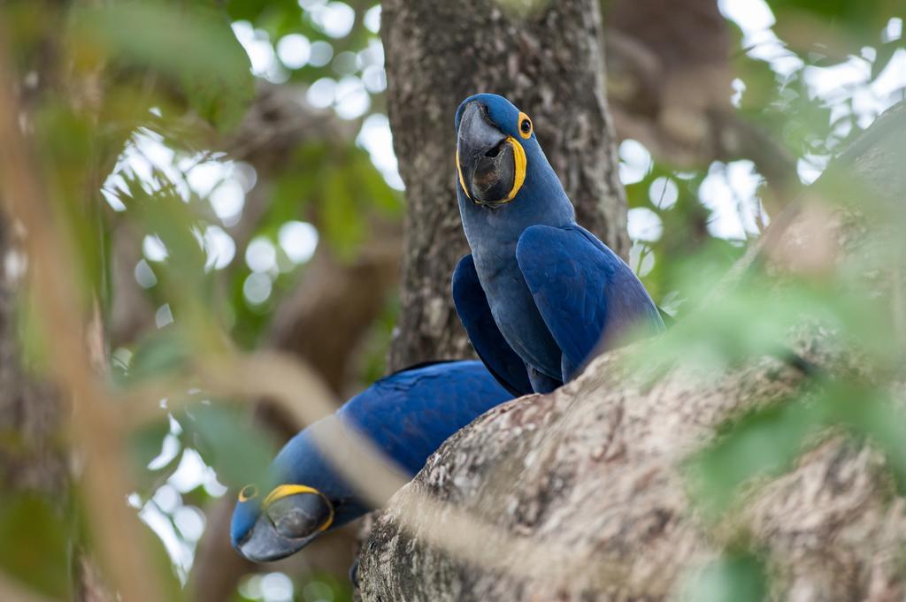 Pousada Araras Pantanal Eco Lodge Carvoalzinho Екстер'єр фото