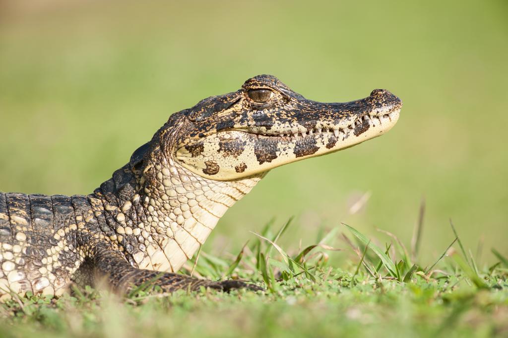 Pousada Araras Pantanal Eco Lodge Carvoalzinho Екстер'єр фото